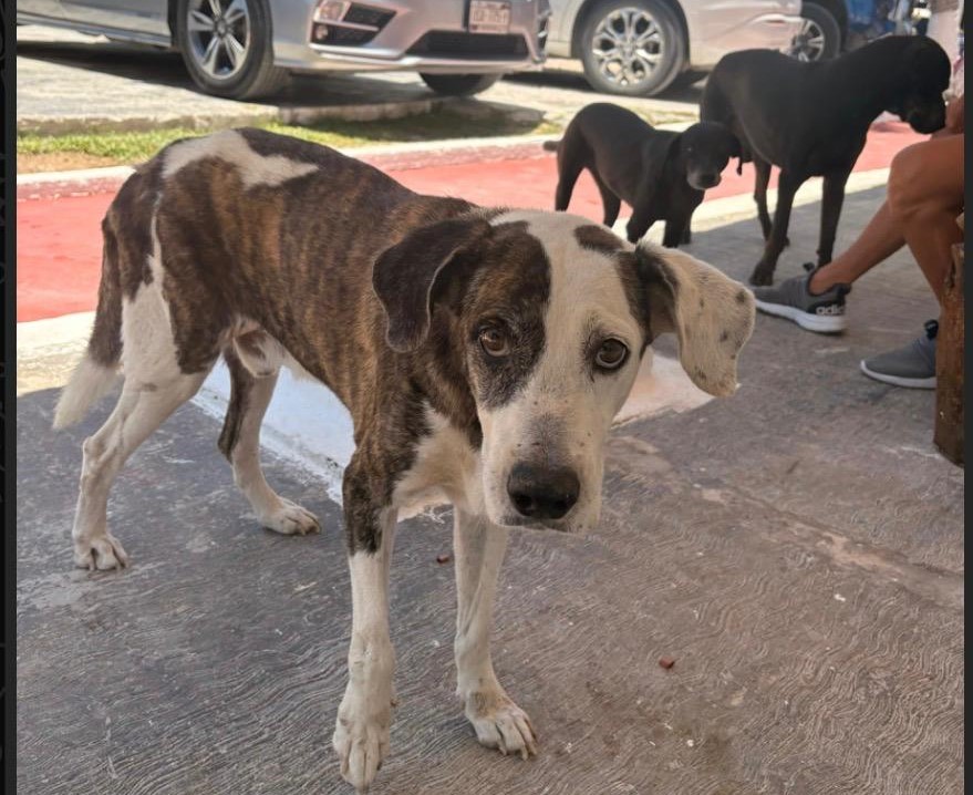 Preview image for the animal rescue story
